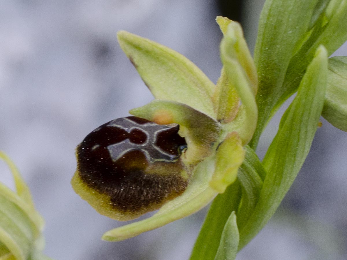 Blüte nah
